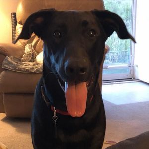 Meet your Posher, Brigit